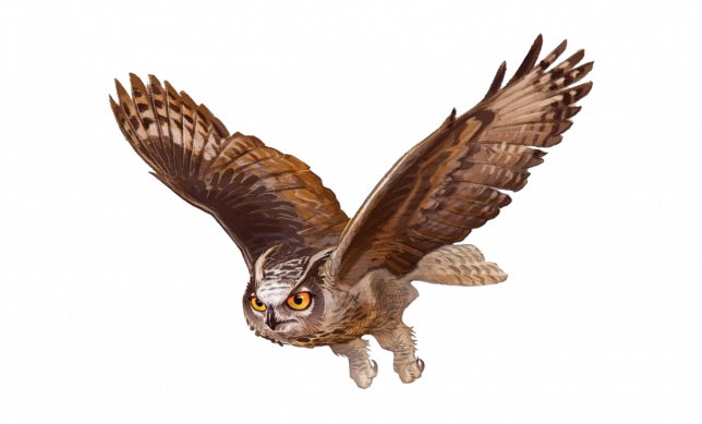 Owl
